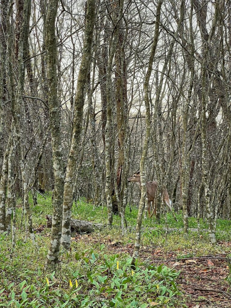 hiking the appalachian trail Deer