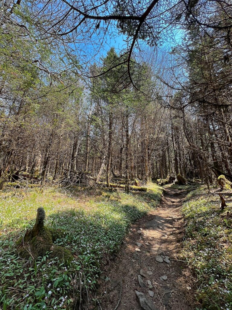 hiking the appalachian trail Hiking the AT