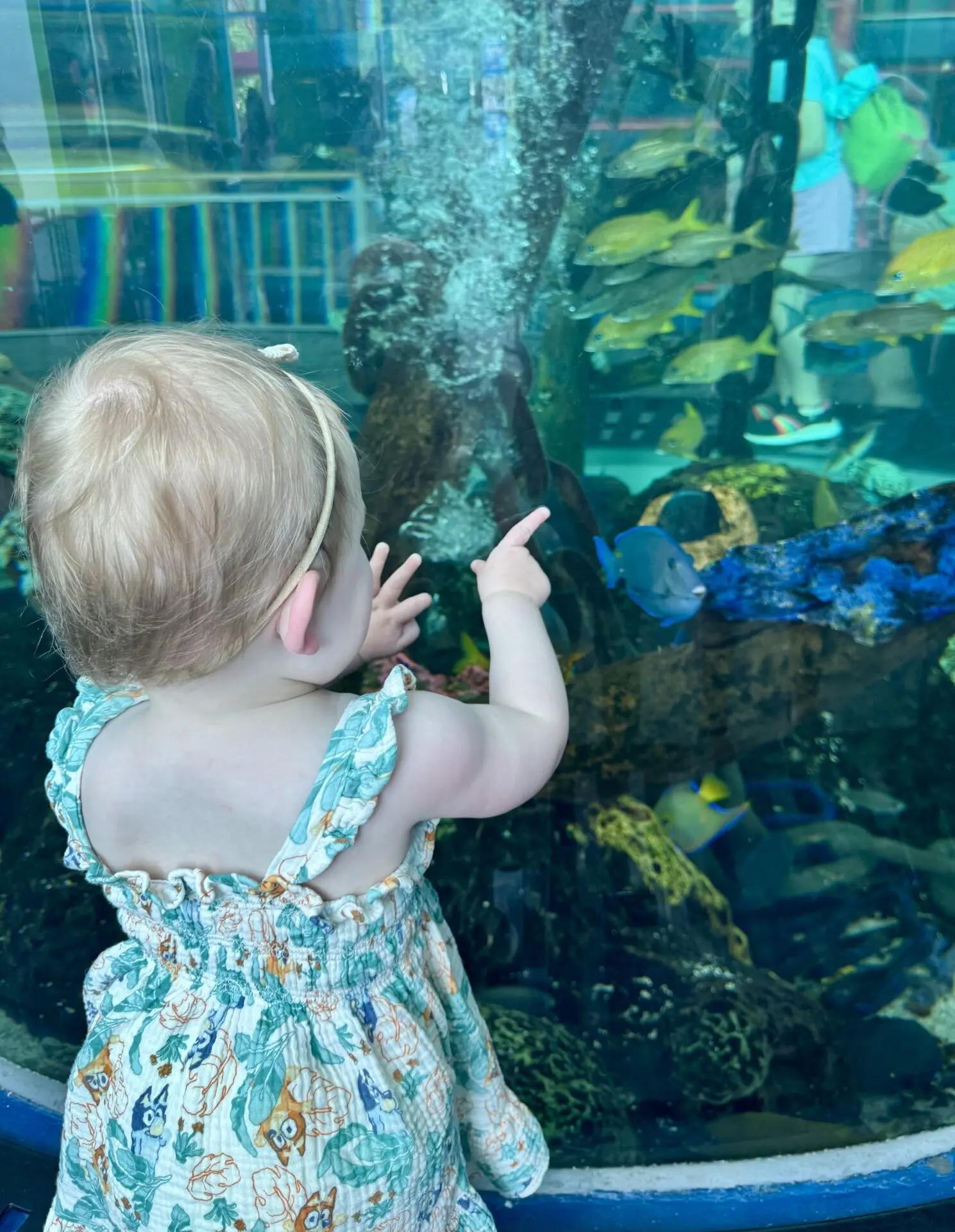Child pointing at fish at Ripley's Aquarium of the Smokies