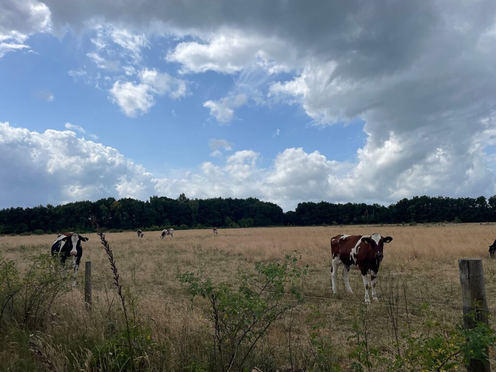 Animals spotted along the De Maashorst trails