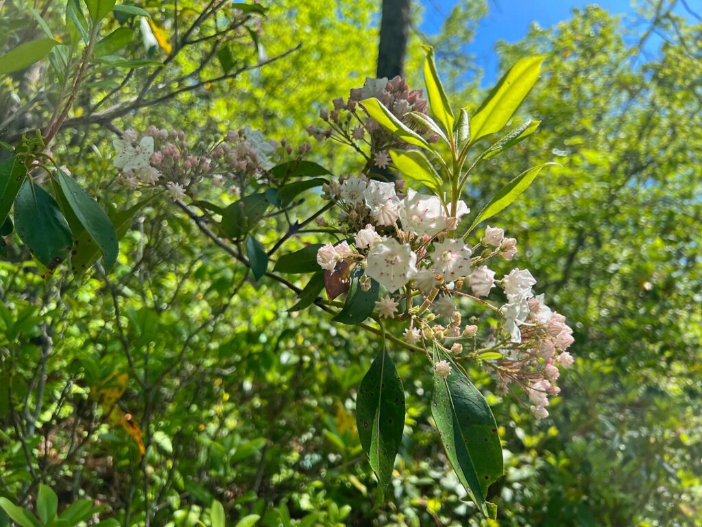 hiking the appalachian trail
