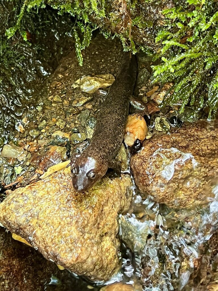 hiking the appalachian trail