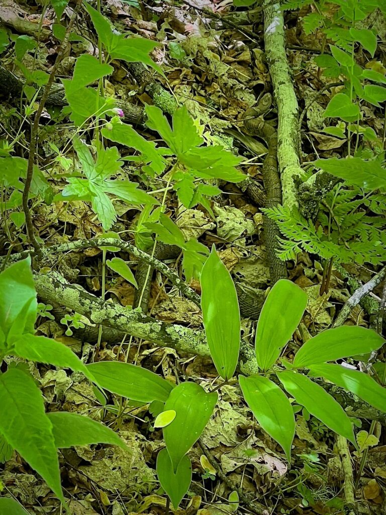 A snake on the Appalachian Trail