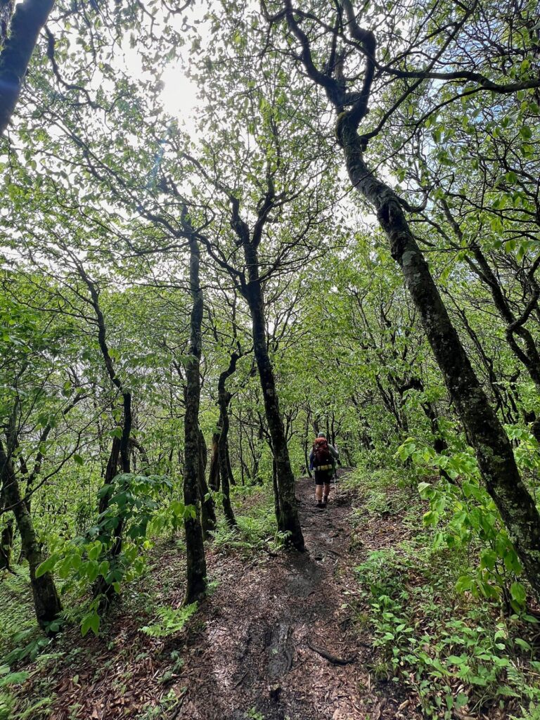 Appalachian Trail Hike Appalachian Trail hiker in the Roan Highlands