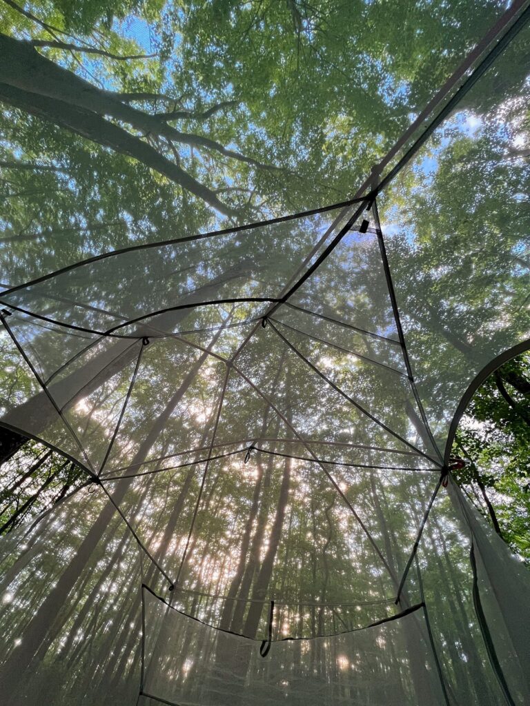 Appalachian Trail Hike Trees from a tent on the AT