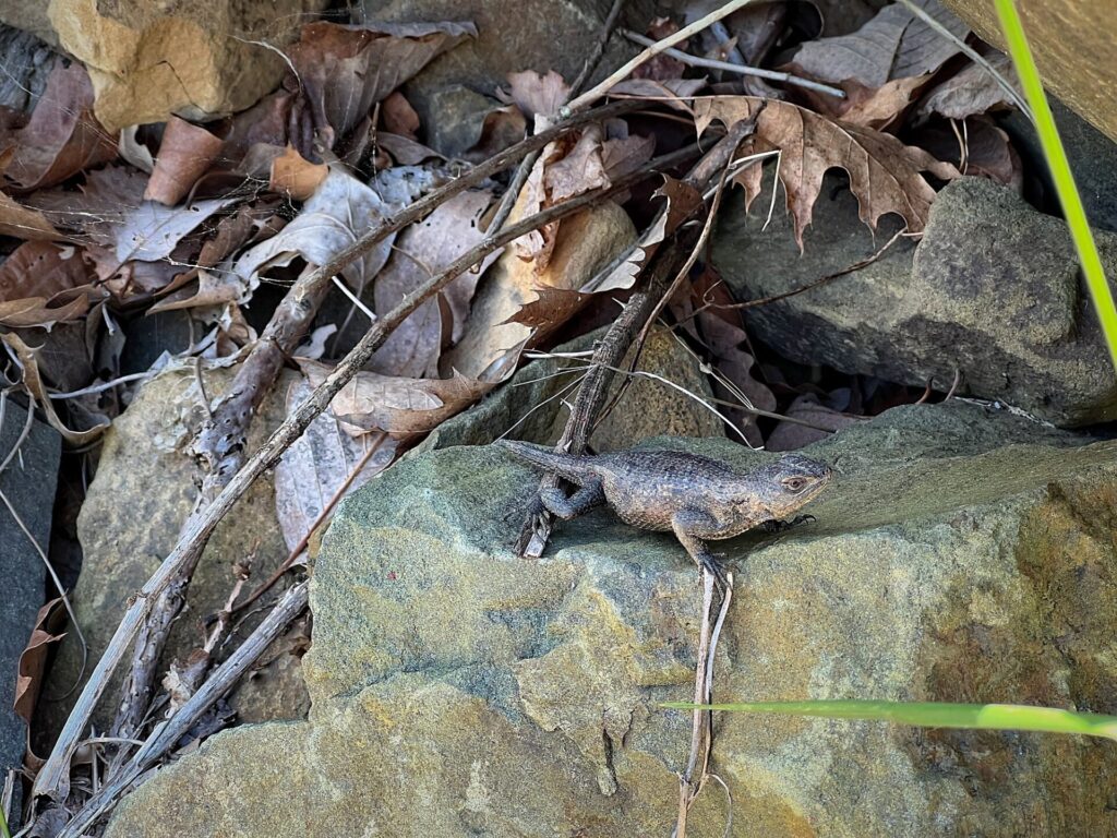 Appalachian Trail Hike A lizard on the Appalachian Trail