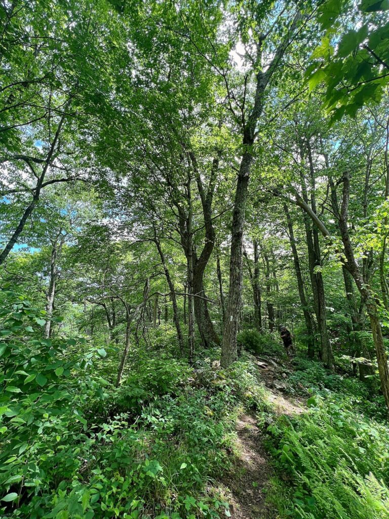 appalachian trail hike Barrett in VA on his Appalachian Trail hike