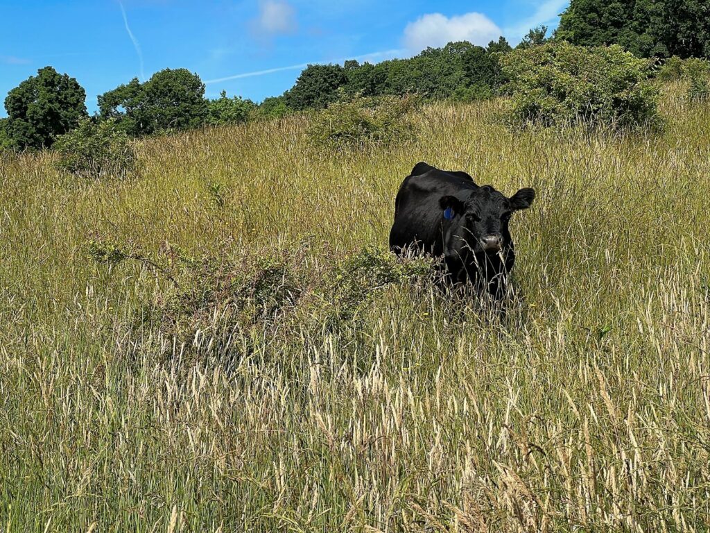 appalachian trail hike A cow on the AT in VA