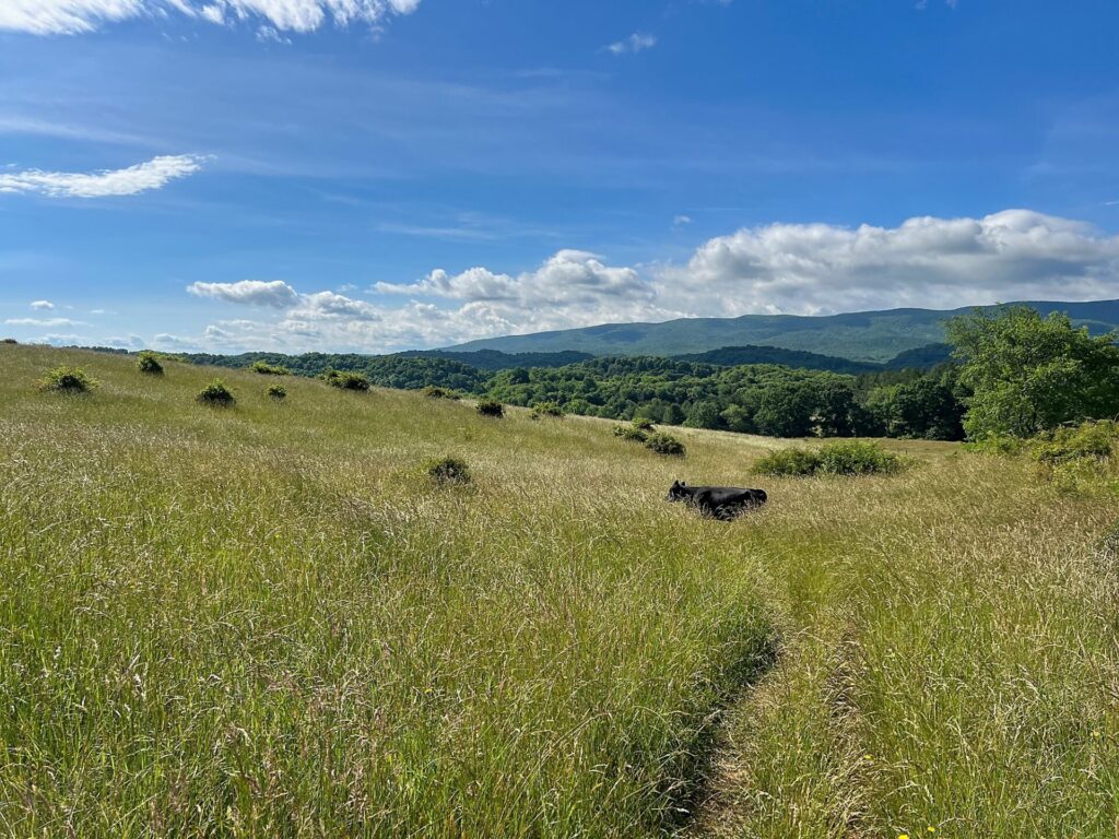 appalachian trail hike A cow on the AT in VA