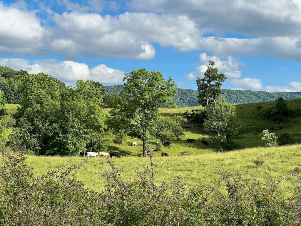 appalachian trail hike Cows on the Appalachian Trail in Virginia