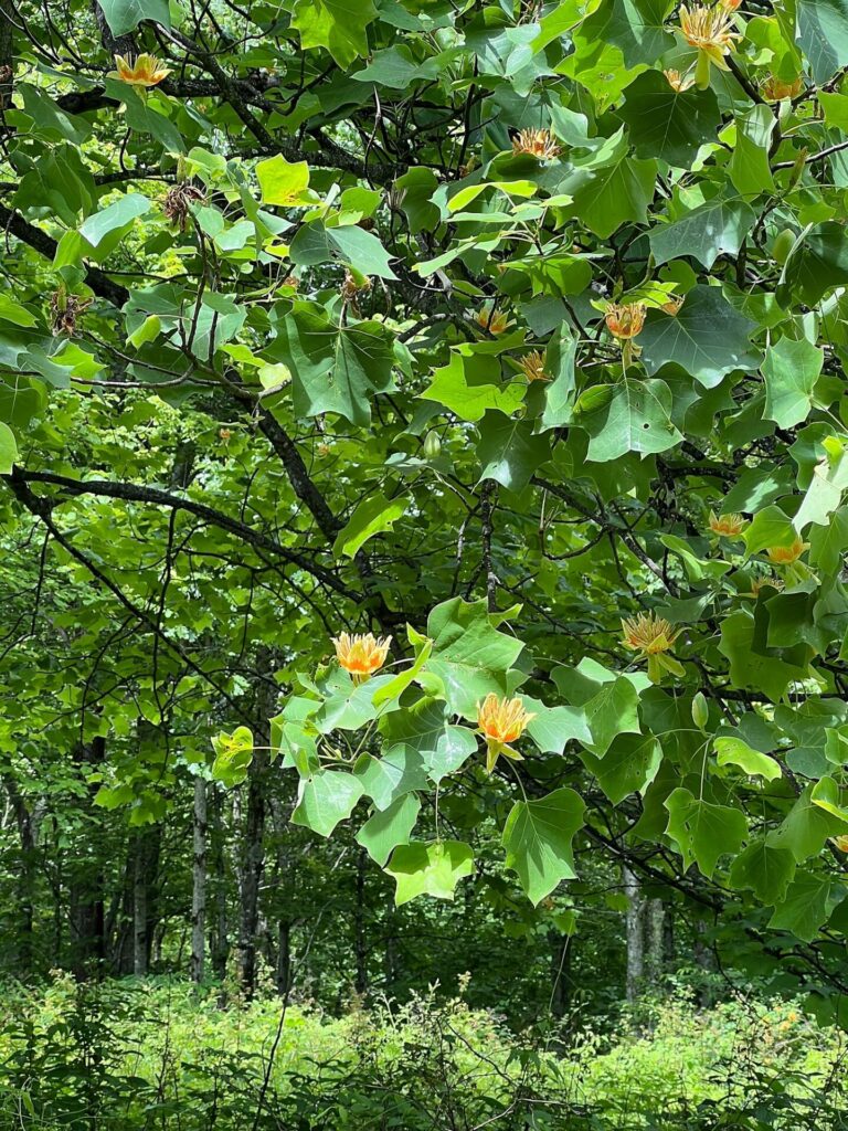 appalachian trail hike