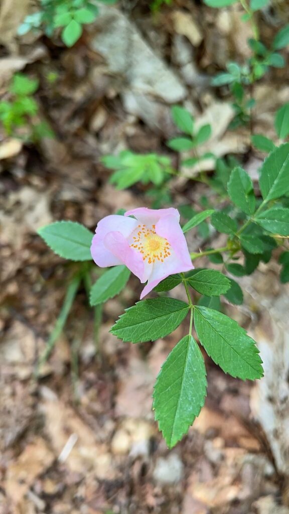 appalachian trail hike