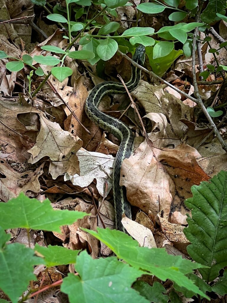 appalachian trail hike Snake on the AT