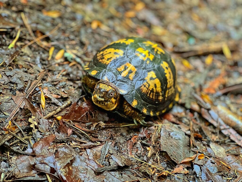 box turtle seen on our appalachian trail hike