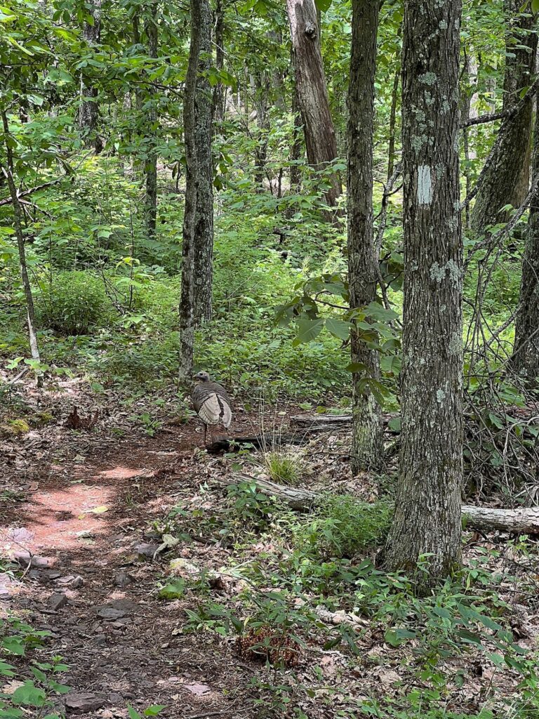 A turkey on the Appalachian Trail