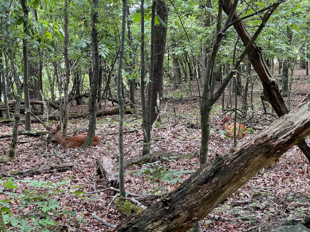 Deer on the Appalachian Trail