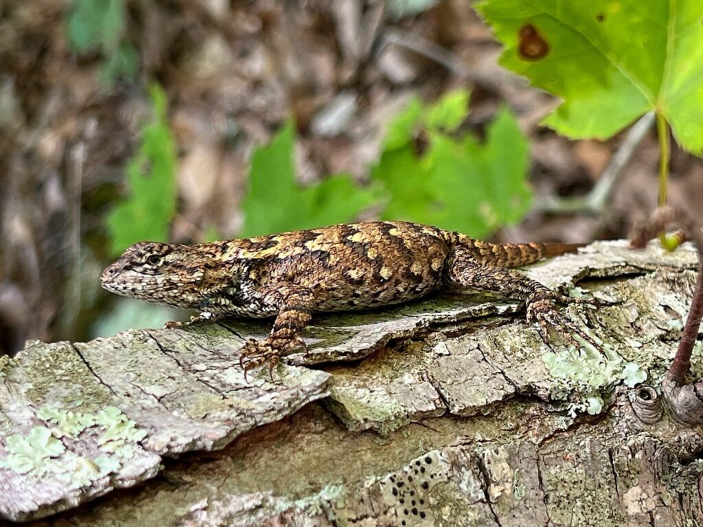 Appalachian Trail Journal Week 13: 800 Miles, Virginia Views & Big Decisions 4 IMG 0422 Lizard on AT