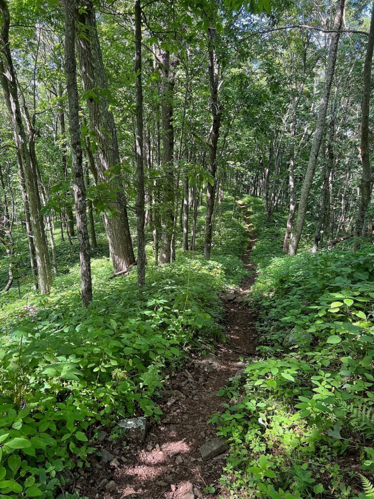 Appalachian Trail Journal Week 13: 800 Miles, Virginia Views & Big Decisions 7 Appalachian trail journal