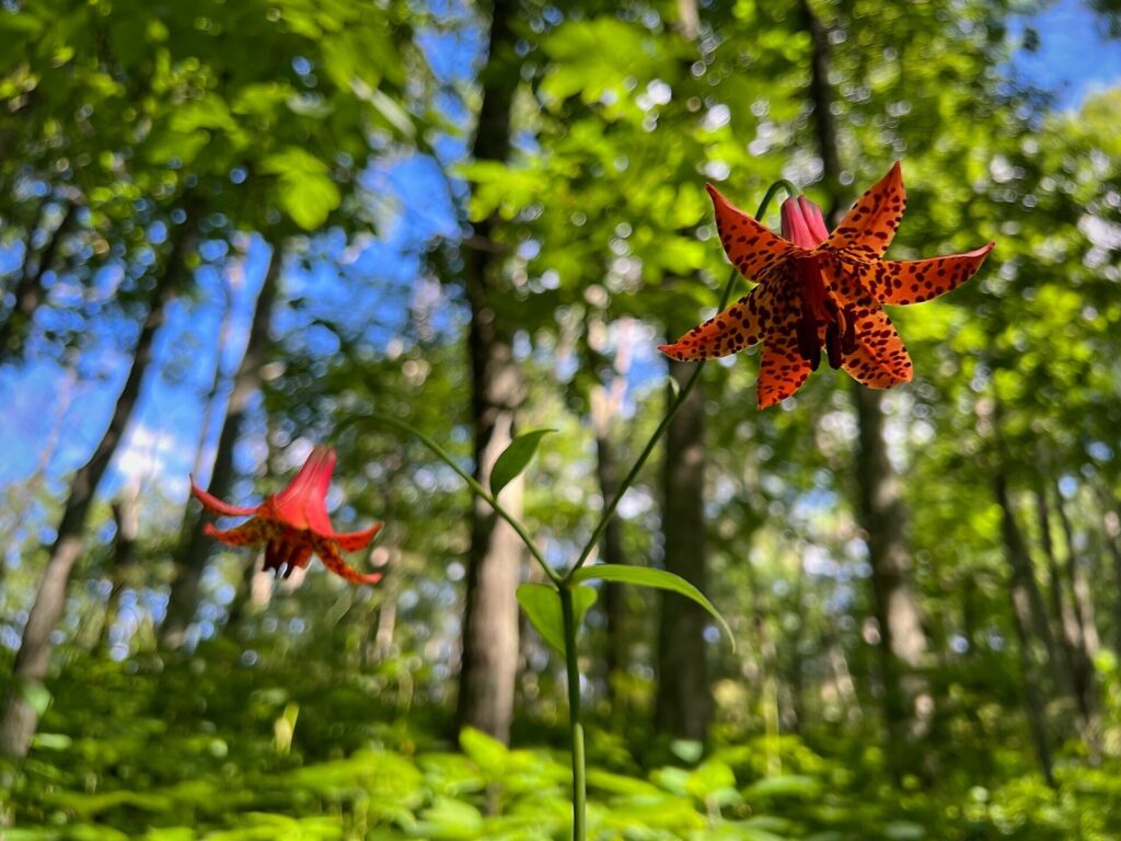 Appalachian Trail Journal Week 13: 800 Miles, Virginia Views & Big Decisions 9 IMG 0461 AT Flowers in June