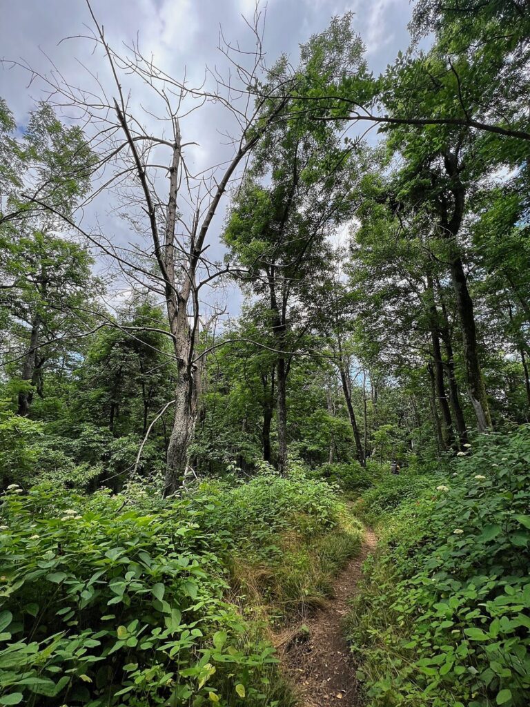 Appalachian Trail Journal Week 13: 800 Miles, Virginia Views & Big Decisions 19 IMG 0587 Barrett on AT