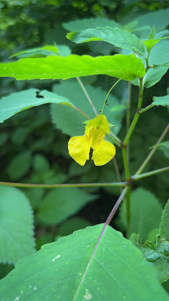 Appalachian Trail Journal Week 13: 800 Miles, Virginia Views & Big Decisions 20 IMG 0596 Pale Jewelweed on AT