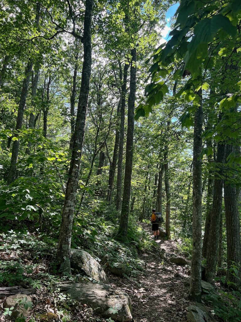 Appalachian Trail Journal Week 13: 800 Miles, Virginia Views & Big Decisions 21 IMG 0607 Barrett on AT