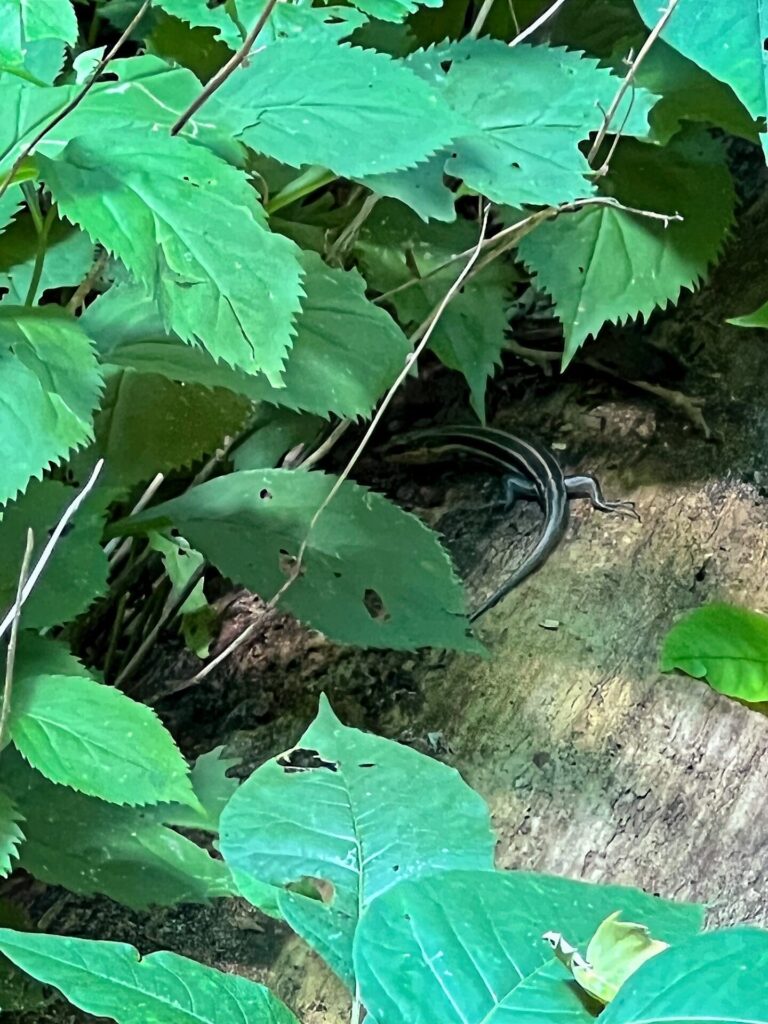 Appalachian Trail Journal Week 13: 800 Miles, Virginia Views & Big Decisions 24 IMG 0627 Lizard on AT