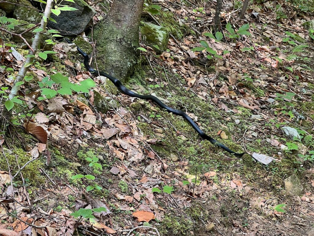 Appalachian Trail Journal Week 13: 800 Miles, Virginia Views & Big Decisions 37 IMG 0709 Black snake on AT