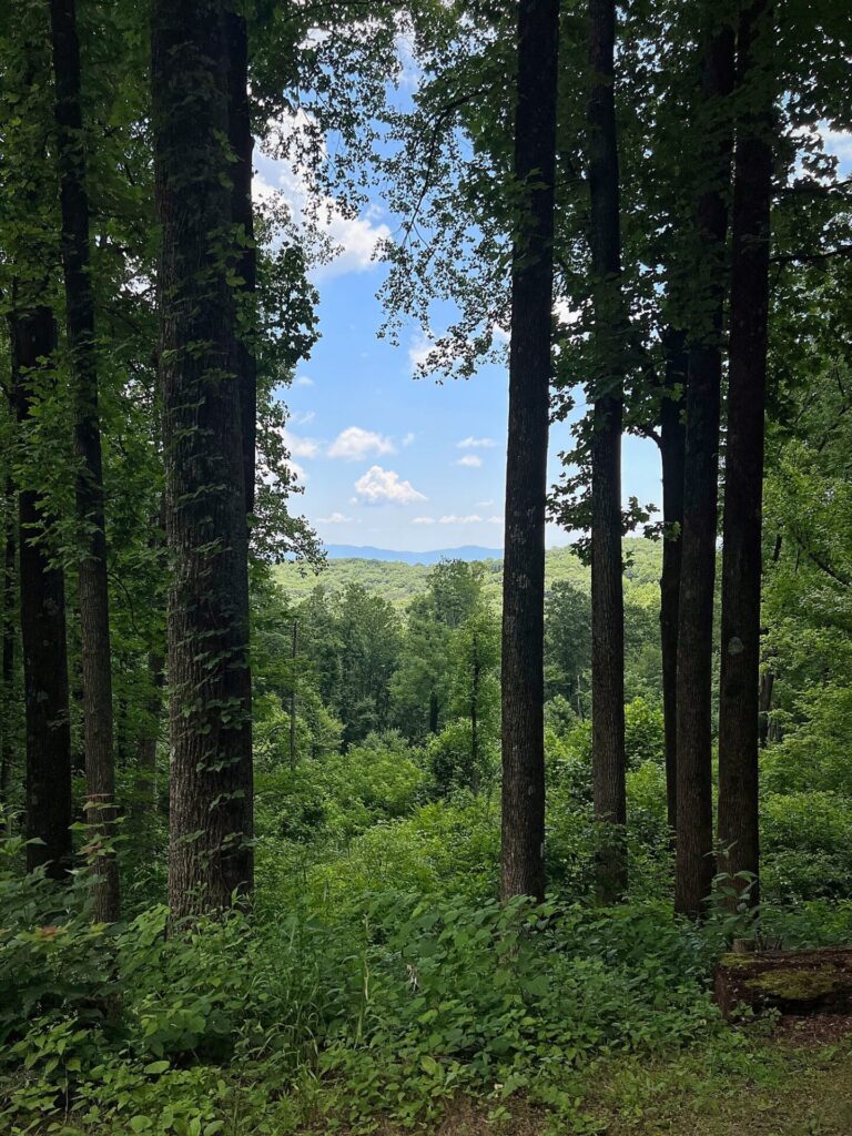 Appalachian Trail Journal Week 13: 800 Miles, Virginia Views & Big Decisions 40 IMG 0720 AT in VA