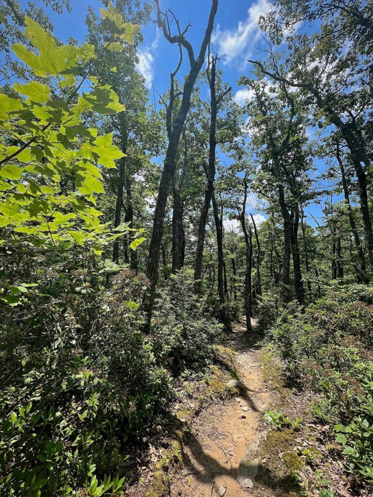 Appalachian Trail Journal Week 13: 800 Miles, Virginia Views & Big Decisions 41 IMG 0723 AT in VA