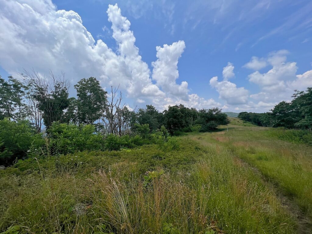 Appalachian Trail Journal Week 13: 800 Miles, Virginia Views & Big Decisions 58 IMG 0785 AT in VA