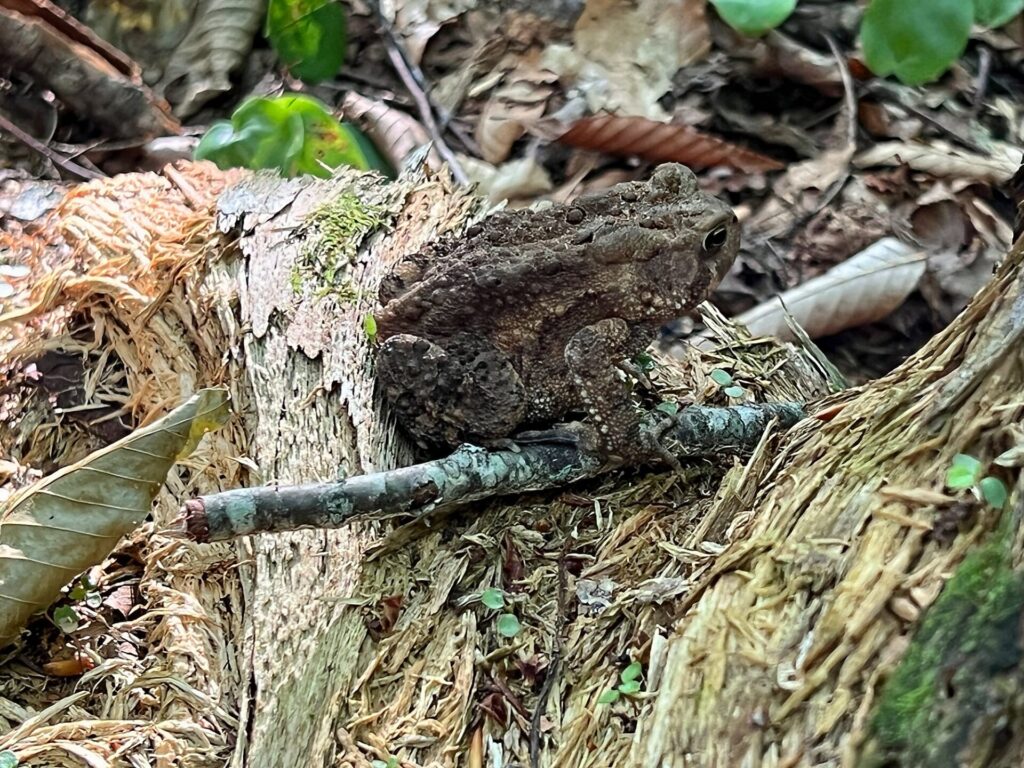 Appalachian Trail Journal Week 13: 800 Miles, Virginia Views & Big Decisions 69 IMG 0849 Toad on the AT