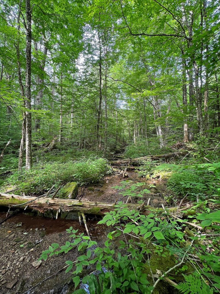 Appalachian Trail Journal Week 13: 800 Miles, Virginia Views & Big Decisions 72 IMG 0865 AT
