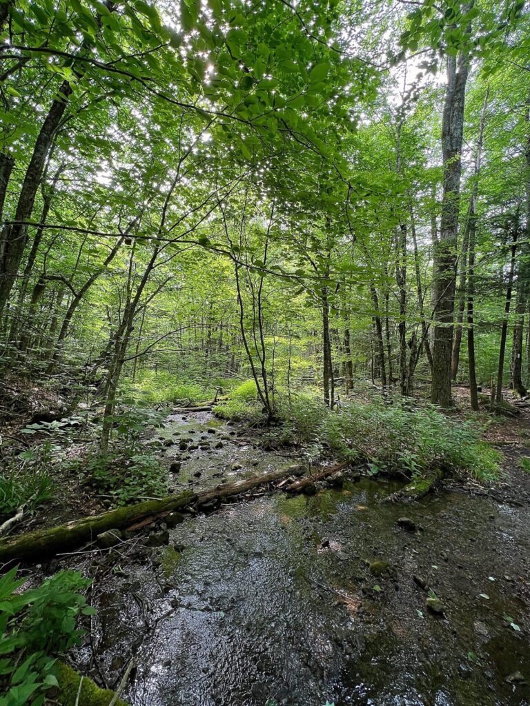 Appalachian Trail Journal Week 13: 800 Miles, Virginia Views & Big Decisions 73 IMG 0868 AT