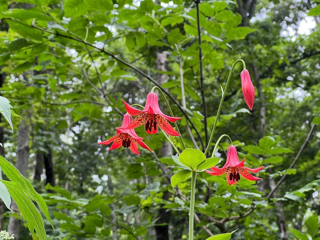 Appalachian Trail Journal Week 13: 800 Miles, Virginia Views & Big Decisions 79 IMG 0917 Grays Lilies on AT