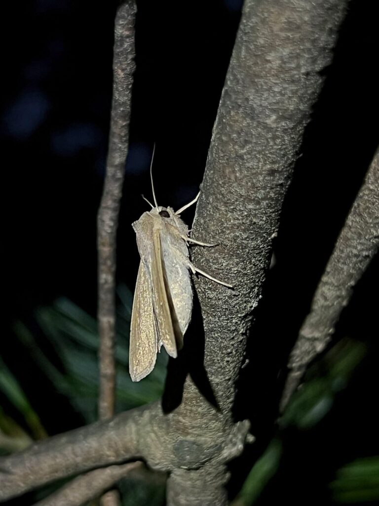 Appalachian Trail Journal Week 13: 800 Miles, Virginia Views & Big Decisions 85 IMG 0942 Large Wainscot moth