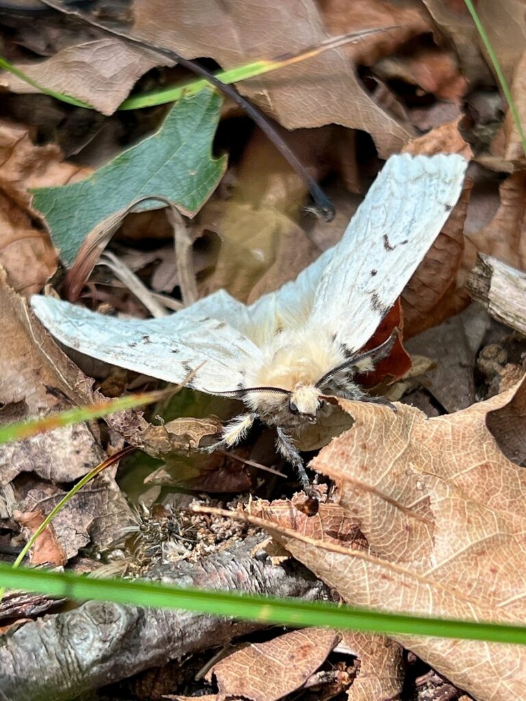 Moth on the AT