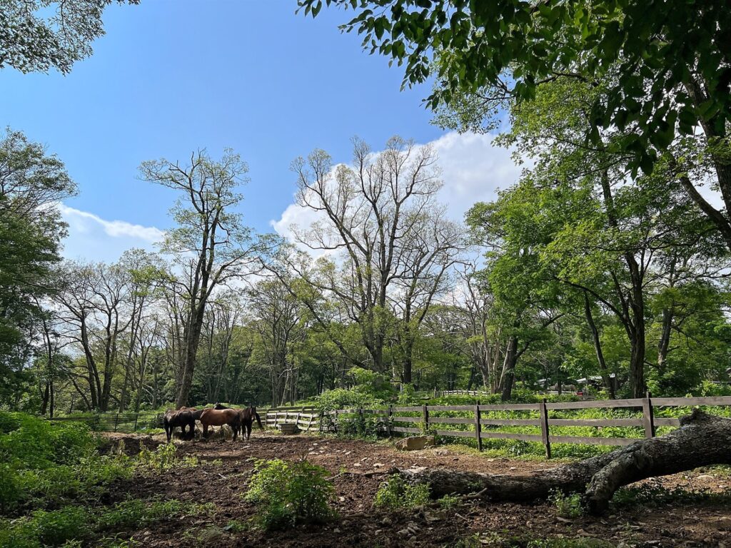 Horses on the AT in Shenandoah National Park