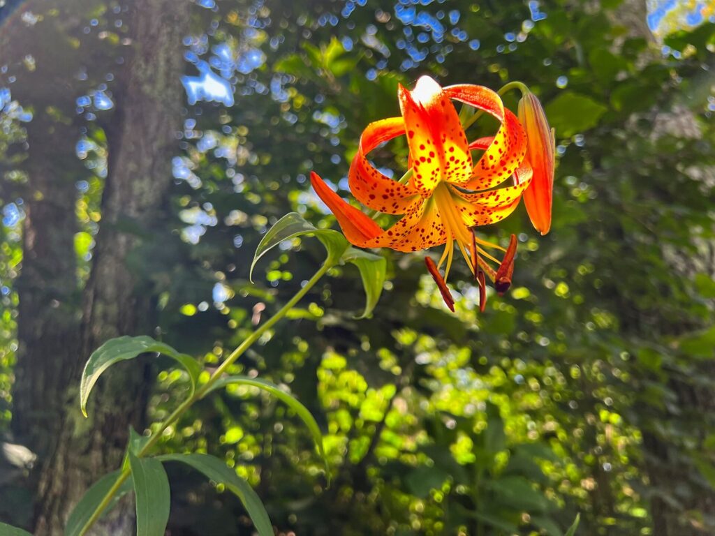 Lily on the AT