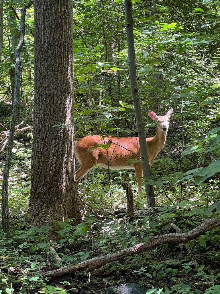 Deer on the AT
