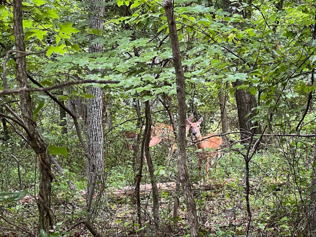 Deer on the AT