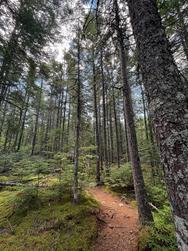 IMG 2972 AT in Maine