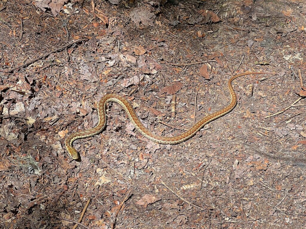 IMG 3015 Snake in Maine on AT
