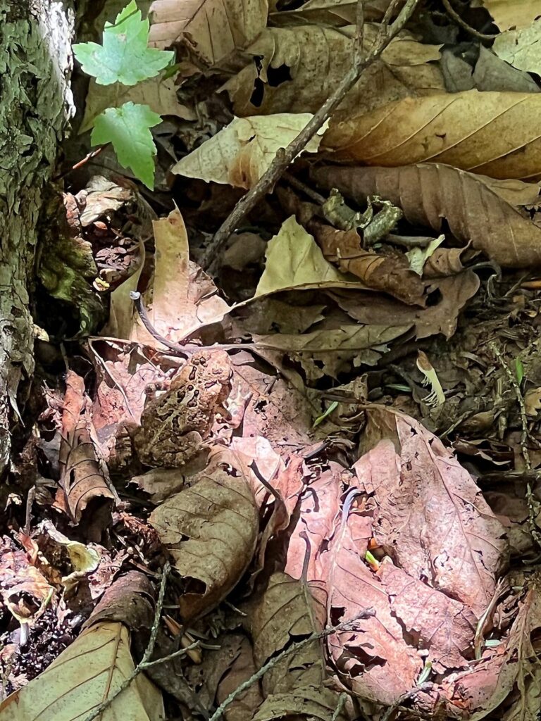 IMG 3231 Frog on the AT in Maine