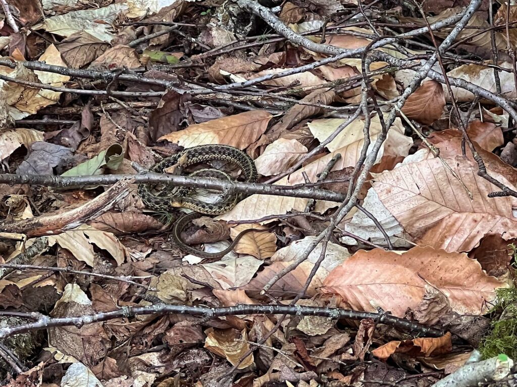 IMG 3259 Snake on the AT in Maine