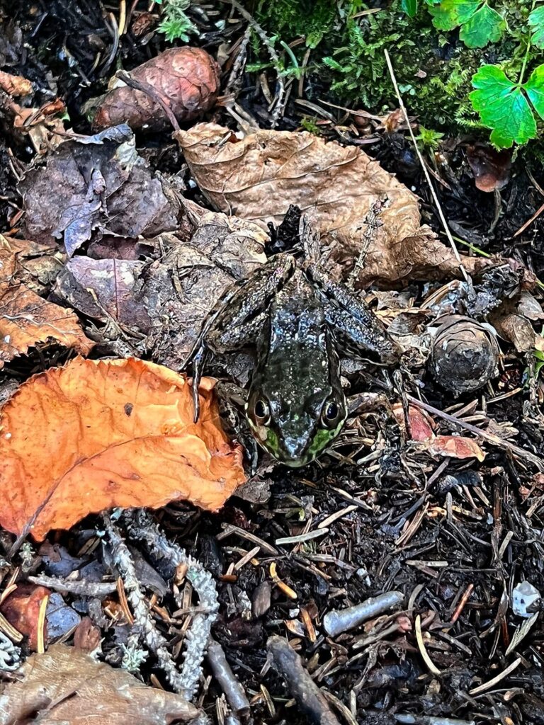 IMG 3336 Frog on the AT in Maine