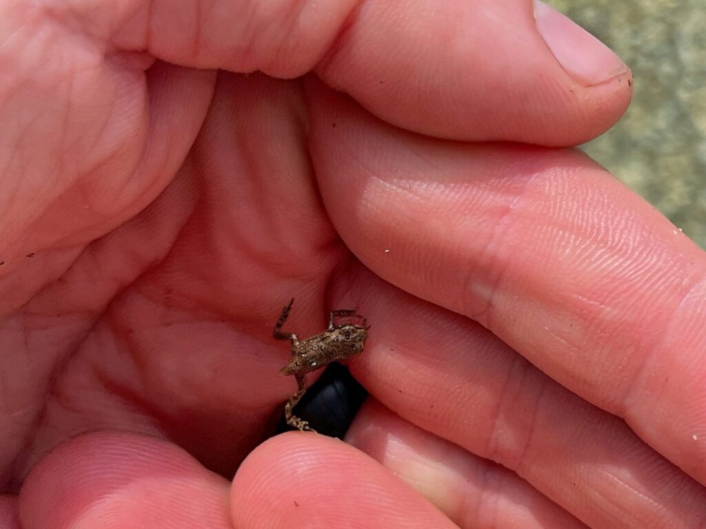 IMG 3480 Tiny frog on AT