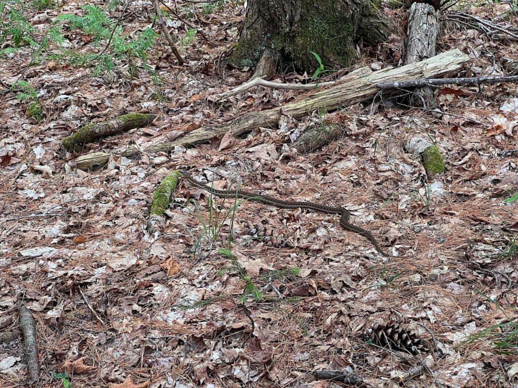 snake in the 100 mile wilderness in maine