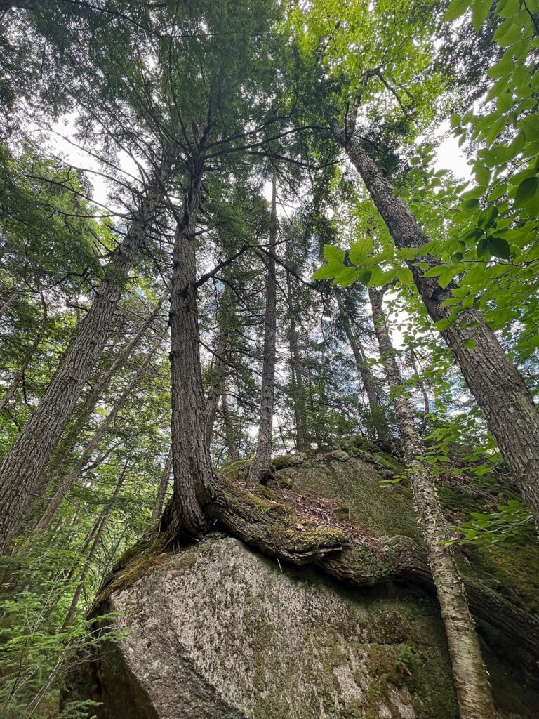 IMG 3795 Tree on rock along AT in Maine