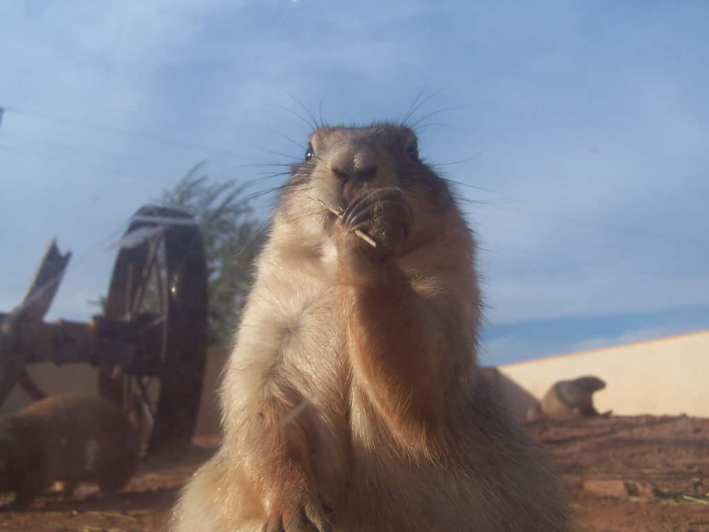 Reptile Gardens Prairie Dog